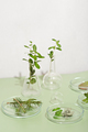 homeopathy medicine concept. wild herbs and plants in petri dishes and glassware.  - PhotoDune Item for Sale