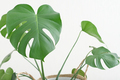 close up shot of monstera leaves. modern hipster home decor with trendy plants. green home.  - PhotoDune Item for Sale