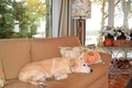 Nominated!! Nothing like a nap on a cool rainy Fall day!! Home & interior design! - PhotoDune Item for Sale