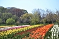 Colorful tulip field in the Springtime - PhotoDune Item for Sale