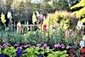 colorful summer garden with beautiful flowers - PhotoDune Item for Sale