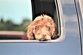 Adorable bored pet dog in backseat of car looking out the window  - PhotoDune Item for Sale