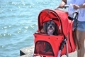 Adorable cute pet dog in baby stroller  - PhotoDune Item for Sale