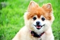 Adorable smiling dog - PhotoDune Item for Sale