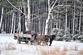 Winter scene of horse drawn wooded wagon through the woods  - PhotoDune Item for Sale
