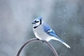 Beautiful blue bluejay in the winter - PhotoDune Item for Sale
