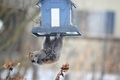 pesky squirrel at the bird feeder - PhotoDune Item for Sale