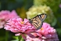 Beauty in nature pink flower monarch butterfly - PhotoDune Item for Sale