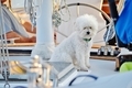 Adorable fluffy white dog on the yacht  - PhotoDune Item for Sale
