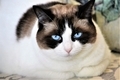 Ragdoll cat with blue eyes - PhotoDune Item for Sale