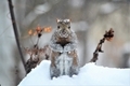 Cold snowy squirrel in the winter - PhotoDune Item for Sale