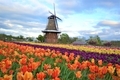 Vibrant travel photo of a Dutch Windmill and tulip field in Holland Michigan! Nominated  - PhotoDune Item for Sale