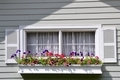 Window box filled with colorful flowers underneath a window and shutters - PhotoDune Item for Sale