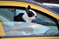 Adorable dog traveling in car road trip  - PhotoDune Item for Sale