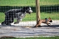 Two dogs at the dog park interacting - PhotoDune Item for Sale