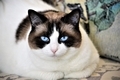 Ragdoll cat portrait with beautiful blue eyes  - PhotoDune Item for Sale