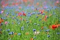 Colorful field of wildflowers and orange poppies  - PhotoDune Item for Sale