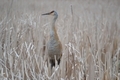 Sandhill crane in neural tone setting in nature - PhotoDune Item for Sale