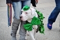 Dog cute pet dressed for saint patricks day parade  - PhotoDune Item for Sale