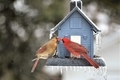 Male and female cardinals feeding each other in front of blue bird feeder  - PhotoDune Item for Sale
