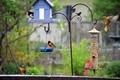 Backyard bird feeders and colorful Michigan birds - PhotoDune Item for Sale