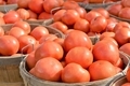 Garden grown orange tomatoes  - PhotoDune Item for Sale