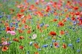Colorful field of poppies and wildflowers  - PhotoDune Item for Sale