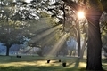 Daybreak sunrise rays shining through the trees  - PhotoDune Item for Sale