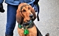 Cute pet wearing shamrock necklace for small town parade  - PhotoDune Item for Sale