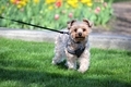 Adorable Yorkie cute pet in the Spring - PhotoDune Item for Sale