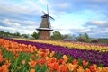 Vibrant colorful travel of Dutch Windmill and field of tulips - PhotoDune Item for Sale