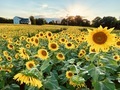 Beautiful sunflower field at sunset  - PhotoDune Item for Sale