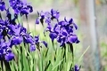 Beautiful blooming purple irises  - PhotoDune Item for Sale