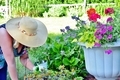 Women in her backyard garden planting annuals  - PhotoDune Item for Sale