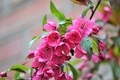 Pink flowering crabapple tree in the Spring - PhotoDune Item for Sale