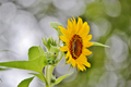 #flowersphotography #flowersphoto #flowerstalking #flowerday #flowersday #flowerslove #flowerloves - PhotoDune Item for Sale