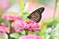 Monarch butter fly on a pink flower - PhotoDune Item for Sale