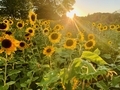 Field of sunflowers at sunset Ukrainian national flower  - PhotoDune Item for Sale