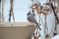 Tufted titmouse bird perched on the heated birdbath  - PhotoDune Item for Sale