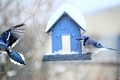 Beautiful blue bird feeder and blue jays  - PhotoDune Item for Sale