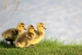 Three adorable baby geese in the Soringtime - PhotoDune Item for Sale