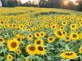 Beautiful sunflower field at sunset  - PhotoDune Item for Sale