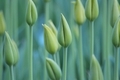 Tulip buds depth of field - PhotoDune Item for Sale