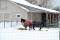 Two horses wearing blankets to protect them wind, cold weather  - PhotoDune Item for Sale