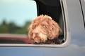 Adorable cute pet dog riding in backseat looking out the window  - PhotoDune Item for Sale
