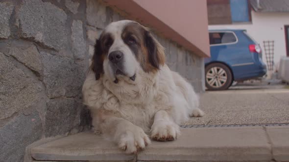 Dog Patrols Guard Private Property Against Attention From Potential Intruders