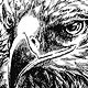 Eagle head line art - vector+jpg - GraphicRiver Item for Sale