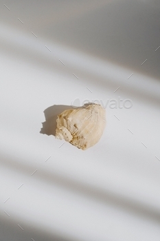 ill life modern composition. Minimalistic and simplicity aesthetic. Decoration for business. Sea ocean summer mood.