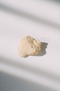 ill life modern composition. Minimalistic and simplicity aesthetic. Decoration for business. Sea ocean summer mood.