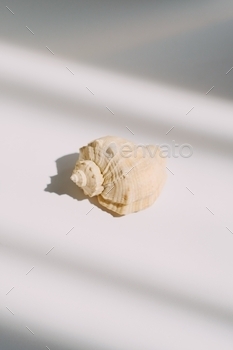 ill life modern composition. Minimalistic and simplicity aesthetic. Decoration for business. Sea ocean summer mood.
